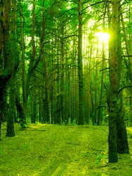 Green tree trunks in the setting sun in the wild forest.
