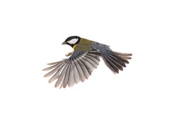 great tit flies with spread wings isolated on white background