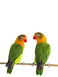 lovebird parrots isolated on white background