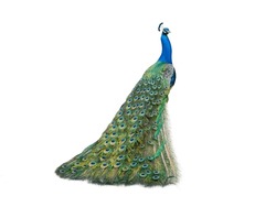 peacock isolated on a white background