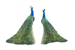 two peacock isolated on a white background