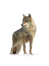 gray wolf isolated on white background