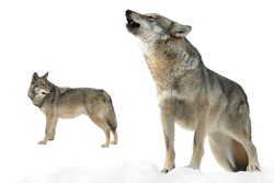 she-wolf howls and wolf  in winter on snow isolated on white background