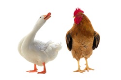duck and rooster is isolated on a white background