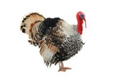 turkey-cock, isolated on a white background