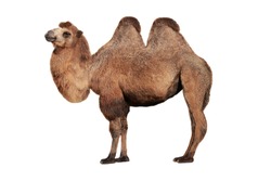 camel on a white background
