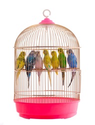 budgies gold cage isolated on a white background