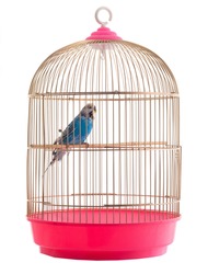 budgie gold cage isolated on a white background