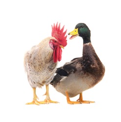 duck and  white cock on a white background