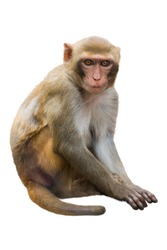 monkey isolated on a white background