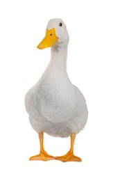  duck white on white a background