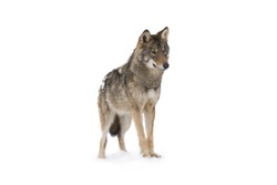 gray wolf (canis lupus) isolated on snow on a white background