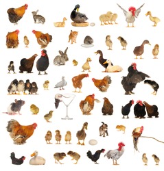 Histories about animals which live on a farm