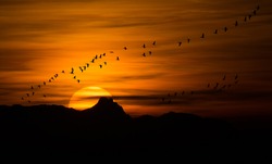 bird migration at sunset - greylag geese in Burgenland Austria