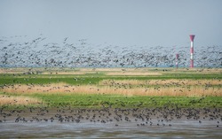 lots of barnacle geese in a conservation area in Germany
