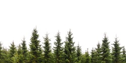 Row of Christmas pine trees isolated on a white background