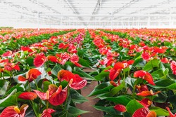 Rows of blooming anthurium plants in a greenhouse