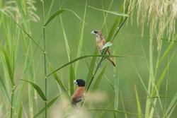 A juvenile and adult Chestnut Munia in the grass