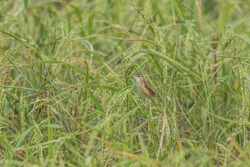 The globally vulnerable Manchurian Reed Warbler controlling insect pests in a rice field