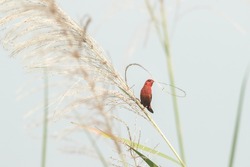 A male Red Avadavat collecting nesting materials