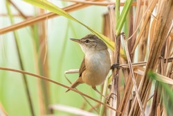 A Blunt-winged Warbler in the reed bed