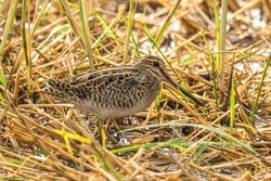 A Pin-tailed Snipe in a wet rice field