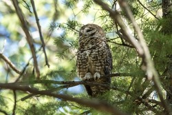 A Spotted Owl roosting in the pines