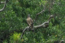 A male Oriental Honey-buzzard on a bare branch