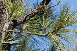 The lovely Grace's Warbler in a pine tree
