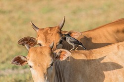 A Jungle Myna riding on a cow in symbiosis