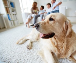 Portrait of cute pet lying on the floor on background of family of four having rest at home