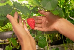 Hands of young female gardener or greenhouse worker holding ripe red strawberry while picking them during work