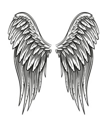 Hand drawn vintage closed wings vector illustration isolated on white.