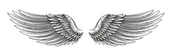 Hand drawn vector open wings in a sketchy stroked style isolated on white.