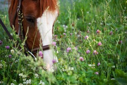 Horse eating in meadow
