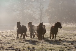 Exmoor ponies running across a meadow in the early morning, with mist and a frost on the grass.
