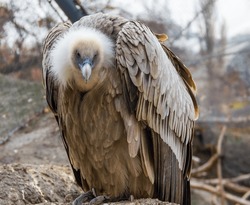 Eurasian griffon vulture in a well known pose.