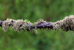 Lichens on a larch branch, close up on a green blurred background