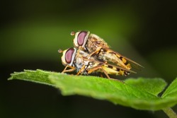 Two hoverfly flies are mating on a green leaf. Macro photography.