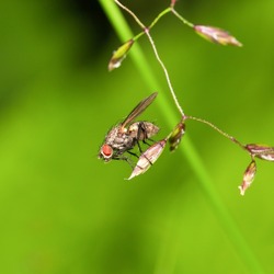The fly sits on a blade of grass, on a light green blurred background. Macro photography.