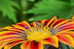 A hoverfly fly on a yellow-red gazania flower. Macro photography.