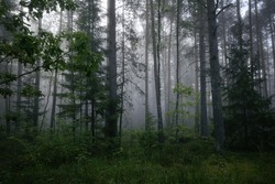 Pine forest in a mist. Autumn fog. Natural reserve. Kemeri, Latvia