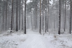 Snowy road in winter woods