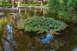 Pond with water lilies and plants in a public park