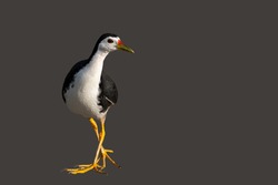 Portrait of White-breasted waterhen isolated on grey background