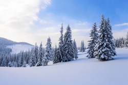 Winter scenery in the sunny day. Mountain landscapes. Location Carpathian national park, Ukraine, Europe. Fantastic fluffy Christmas trees in the snow. Postcard with tall trees, sky and snowdrift.
