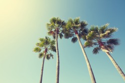 California palm trees in vintage style.