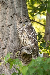 Northern spotted owl is camouflaged on tree branch in green forest