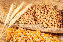 soybean, wheat and corn seeds in Brazil