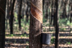 Rubber plantation for the extraction of latex, raw material in the manufacture of rubber, in Sao Paulo state, Brazil
